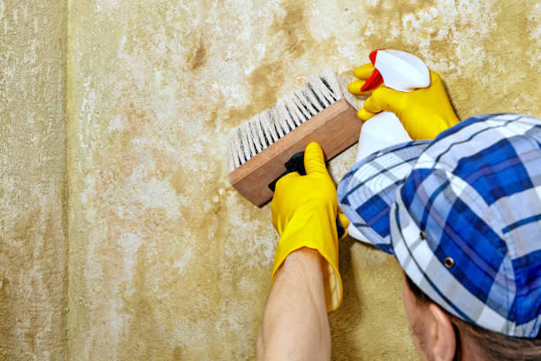 Best Mold Damage Restoration  in Limon, CO