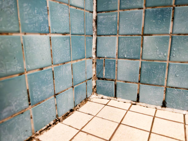 Best Industrial Mold Remediation  in Limon, CO