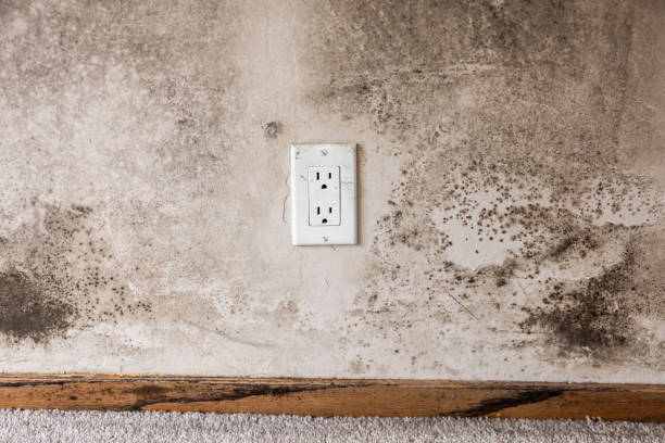 Best Mold Odor Removal Services  in Limon, CO