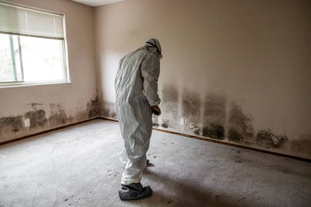 Best Post-Construction Mold Inspection  in Limon, CO